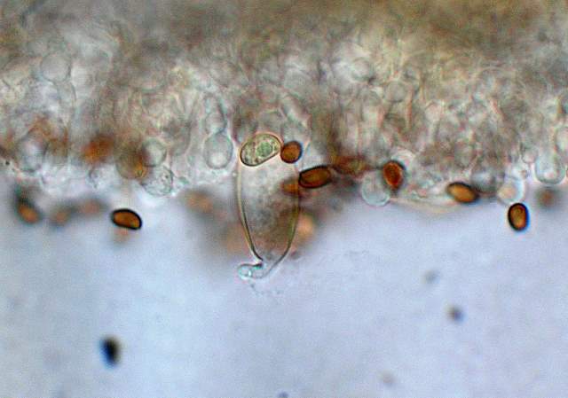 Psathyrella laevissima     (Romagn.)     Singer